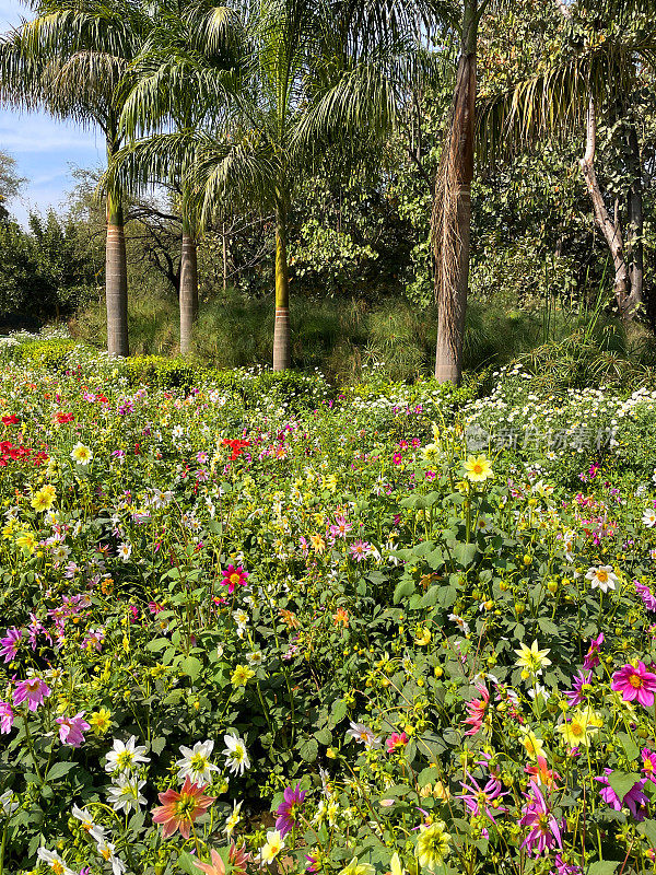 花园中鲜艳多彩的大丽花的草本边界图像，皇家棕榈(Roystonea regia)背景，重点在前景